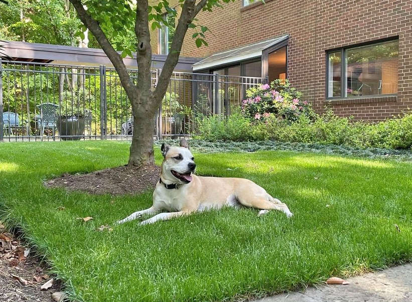 The TurfMutt Foundation unleashes 2026 backyarding trends - Lee Pub ...