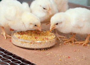 Healthy poop, healthy birds