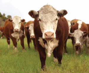 Balancing water & minerals for beef cattle