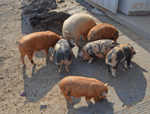 More than clean boots